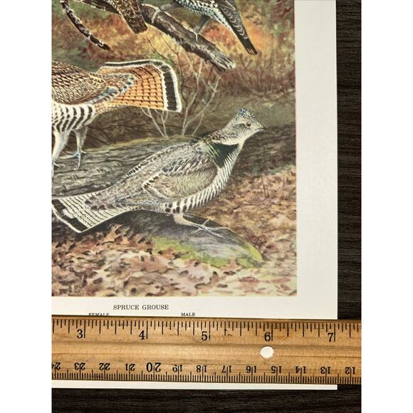VTG Grouse Bookplate George Miksch Sutton Lithograph Bird Portraits In Color - Picture 9 of 9
